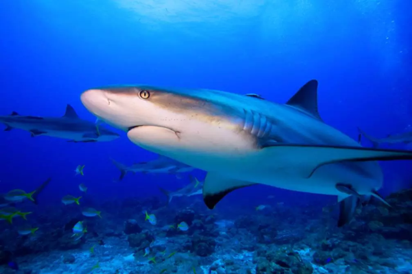 【水肺潛水安全嗎？】轉(zhuǎn)自PADI