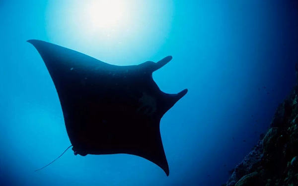 【潛水這艘賊船，這次開往上帝的花園】文章轉(zhuǎn)自/三聯(lián)生活周刊