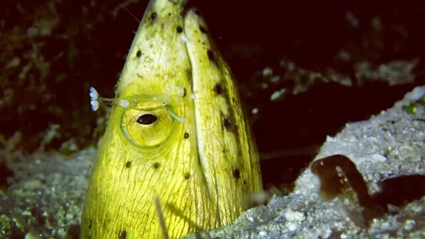 潛水拍照新姿勢，放下你的剪刀手，我們來這樣拍