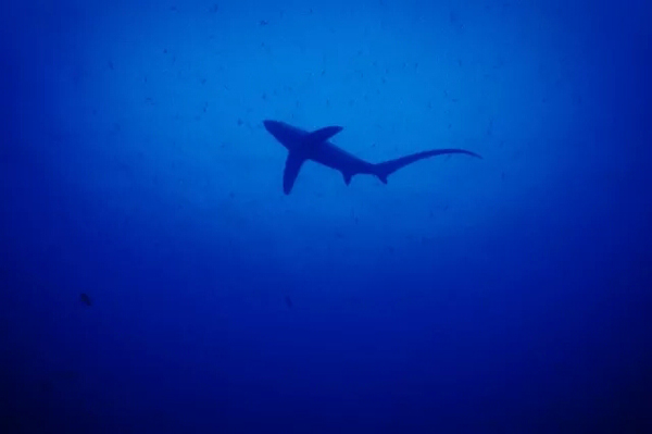 潛水拍照新姿勢，放下你的剪刀手，我們來這樣拍