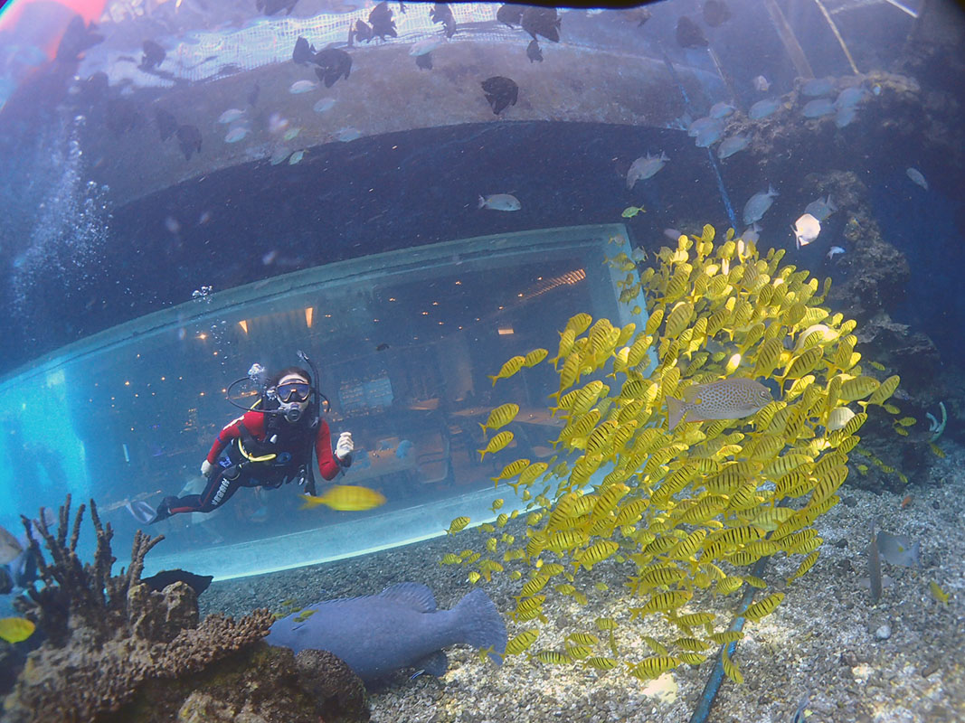 除了俯瞰大地的飛翔，還有潛入海底的翱翔。