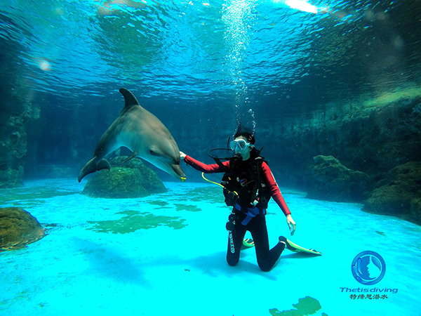 珠海長隆海洋王國啟動(dòng)海豚島潛水